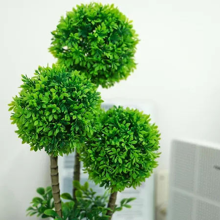 Abegorias * נאזרה